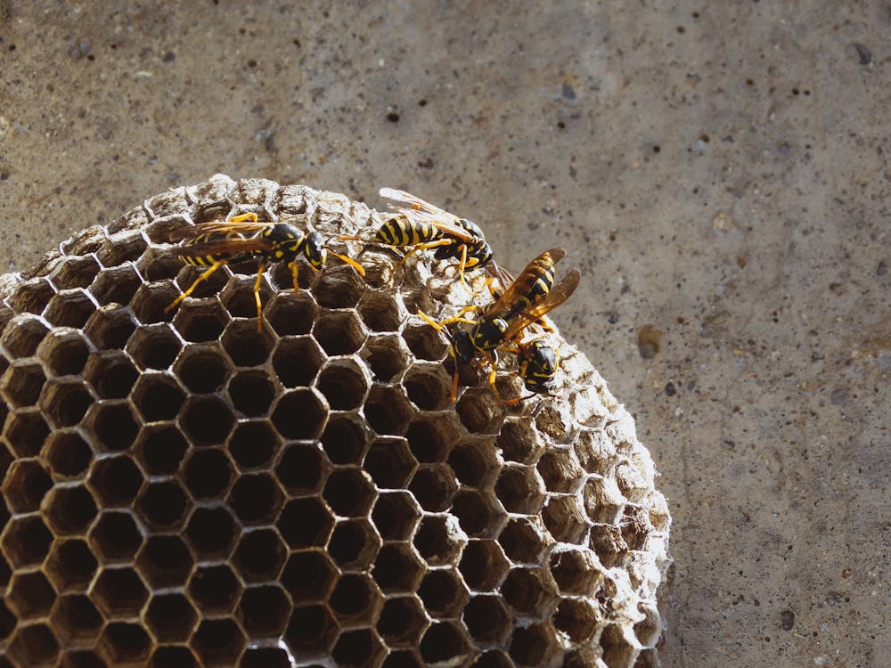 ▼蜂巢內有大量殺人蜂。（示意圖／pexels）