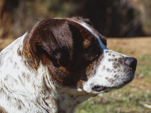 Δωρεάν στοκ φωτογραφιών με al aire ελεύθερη, animales, campo