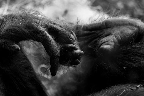 Free Artistic grayscale close-up of primate hands showcasing texture and detail. Stock Photo
