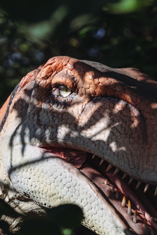 Free Realistic dinosaur model face in natural light, hidden in shadows. Stock Photo