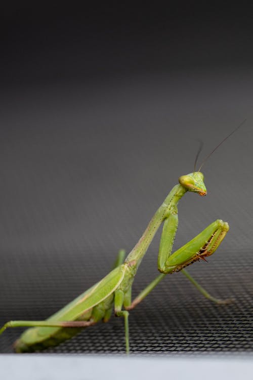 Kostenloses Stock Foto zu gottesanbeterin, insekt, insektenfotografie