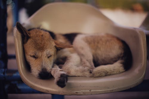 Free A Brown and White Dog Sleeping on the Chair Stock Photo