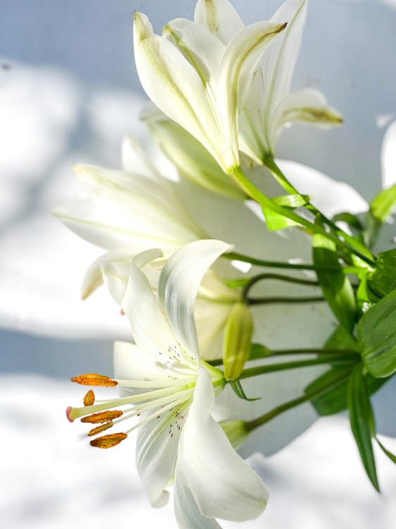 Close-Up Shot of White Lilies in Bloom · Free Stock Photo