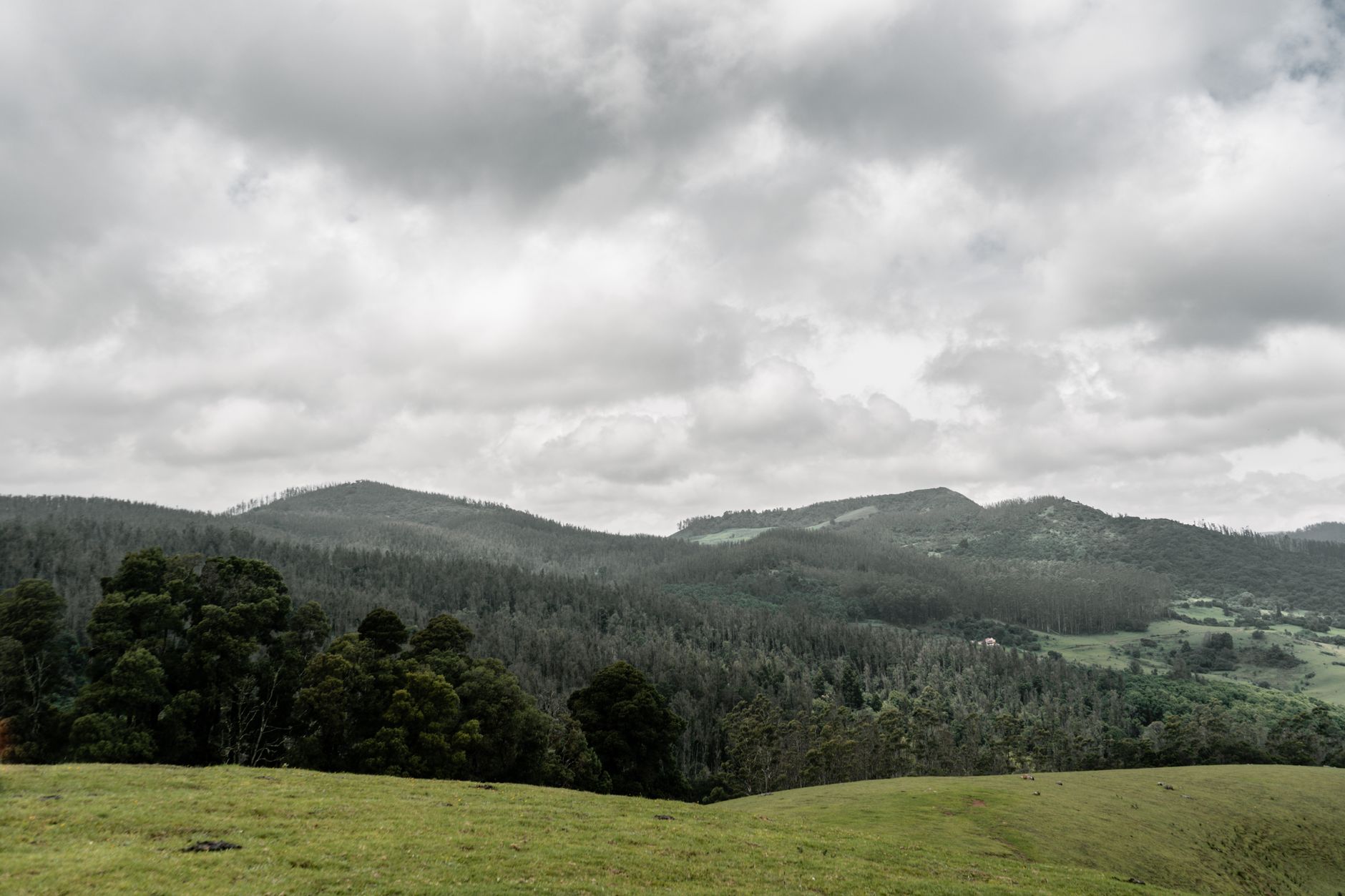Green trees on the Ooty field