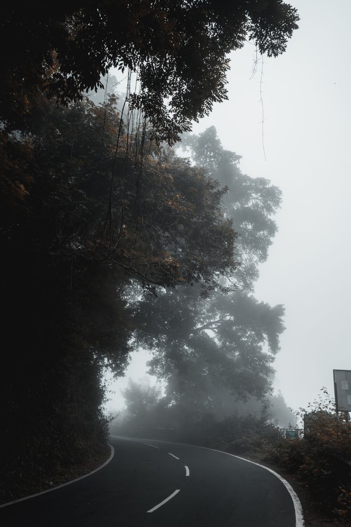 Misty winding road through dense forest in Kodaikanal