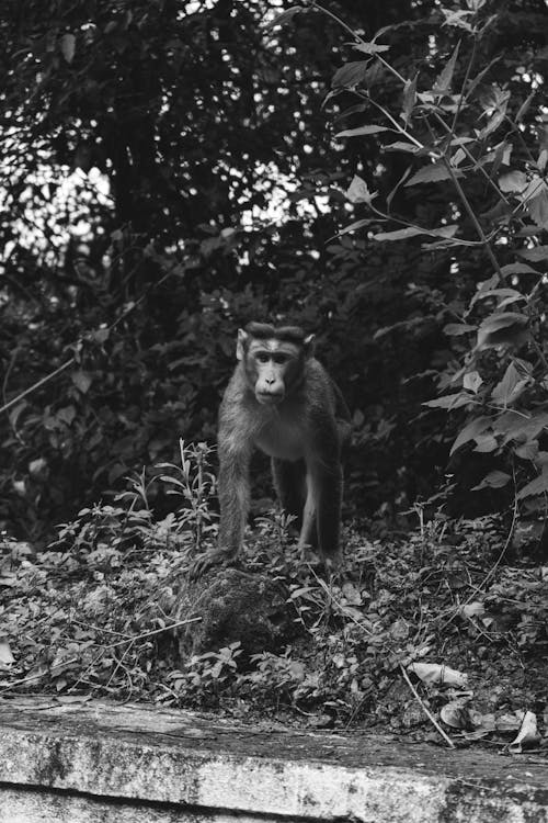 Free Grayscale Photo of a Monkey Stock Photo