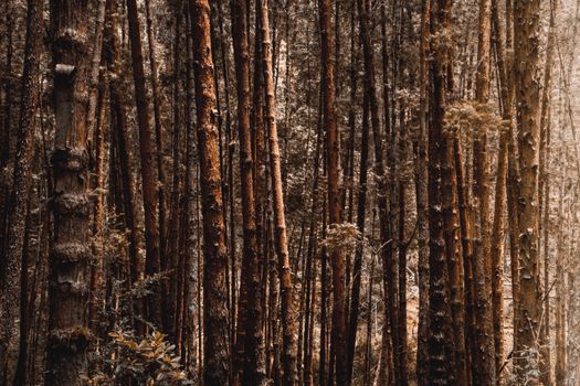 Explore the dense forest scenery of Kodaikanal with towering tree trunks and lush woodland ambiance.