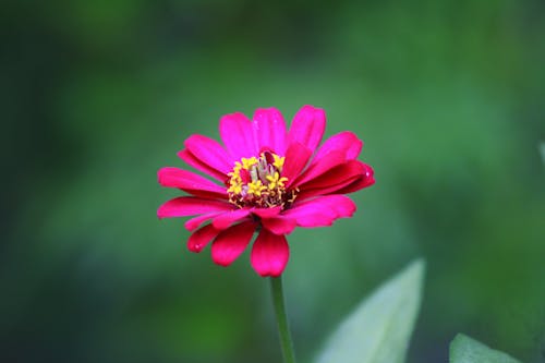 Close-Up Shot of a Pink Flower in Bloom