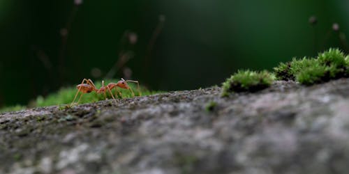 Free Close-Up Shot of an Ant Stock Photo