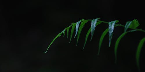 Green Fern Plant in Black Background