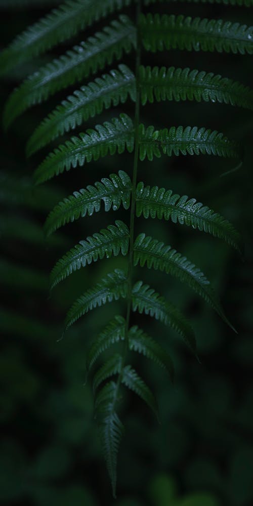 Green Fern Leaves in Close Up Photography