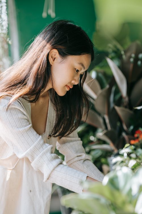 Free Asian woman tending to indoor garden, focused and peaceful among green plants. Stock Photo
