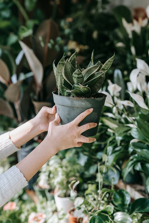 Person Holding Green Plant in Gray Pot
