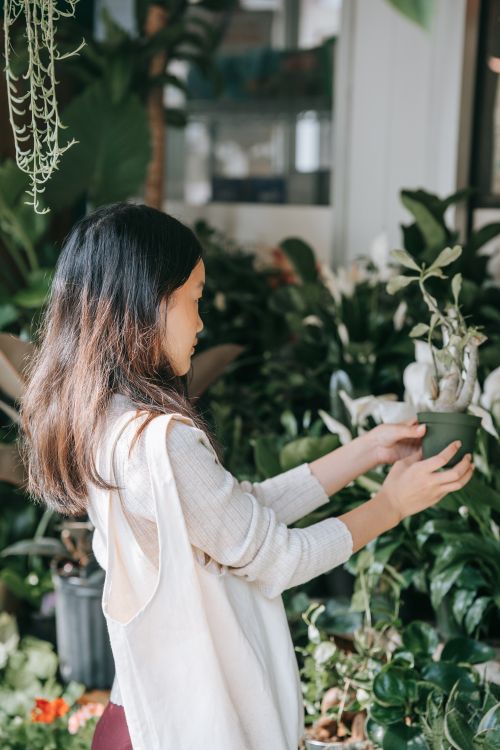 Free Asian woman admires a plant in a bright, tranquil greenhouse full of lush greenery. Stock Photo