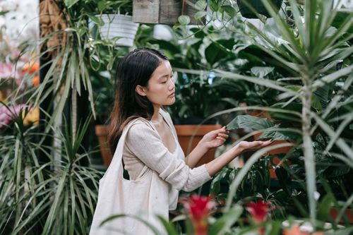 Free Asian woman browsing indoor plants and flowers in a tranquil greenhouse setting. Stock Photo