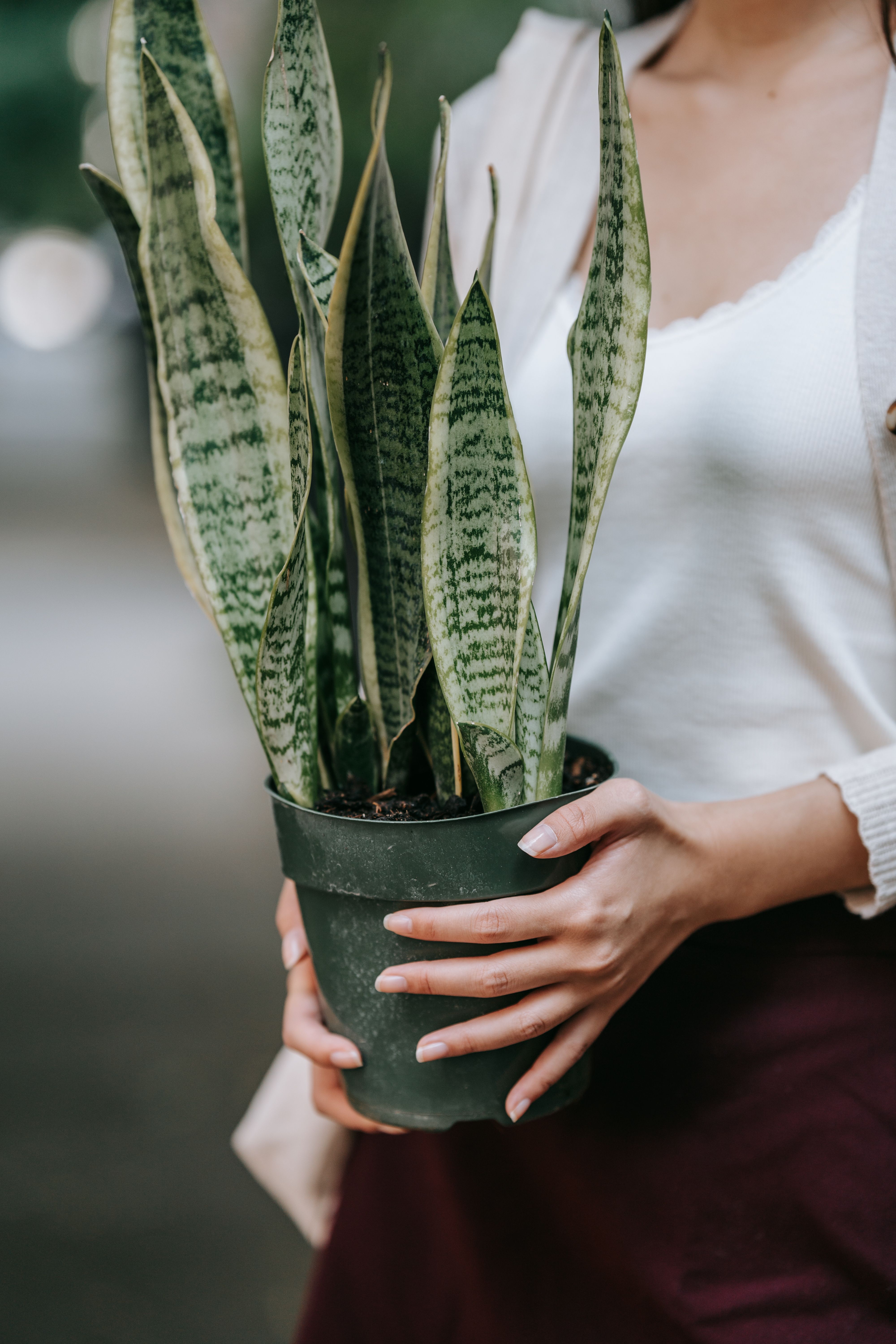 Person Holding Green Plant in Green Pot · Free Stock Photo