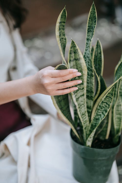 Free Person Holding Green Plant in Pot Stock Photo