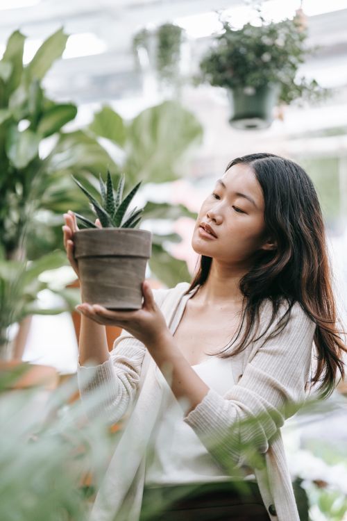 Free Portrait of a young Asian woman holding a potted succulent in a greenhouse. Stock Photo