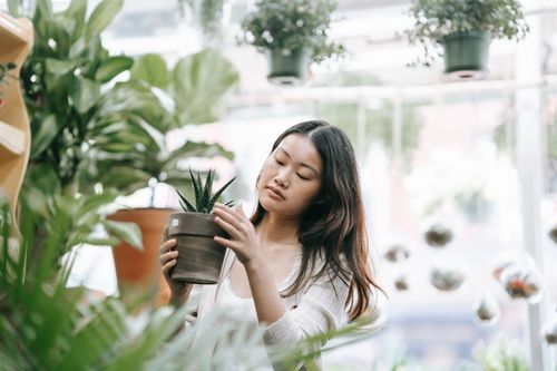 Free Asian woman carefully tending to a potted plant inside a store filled with greenery. Stock Photo