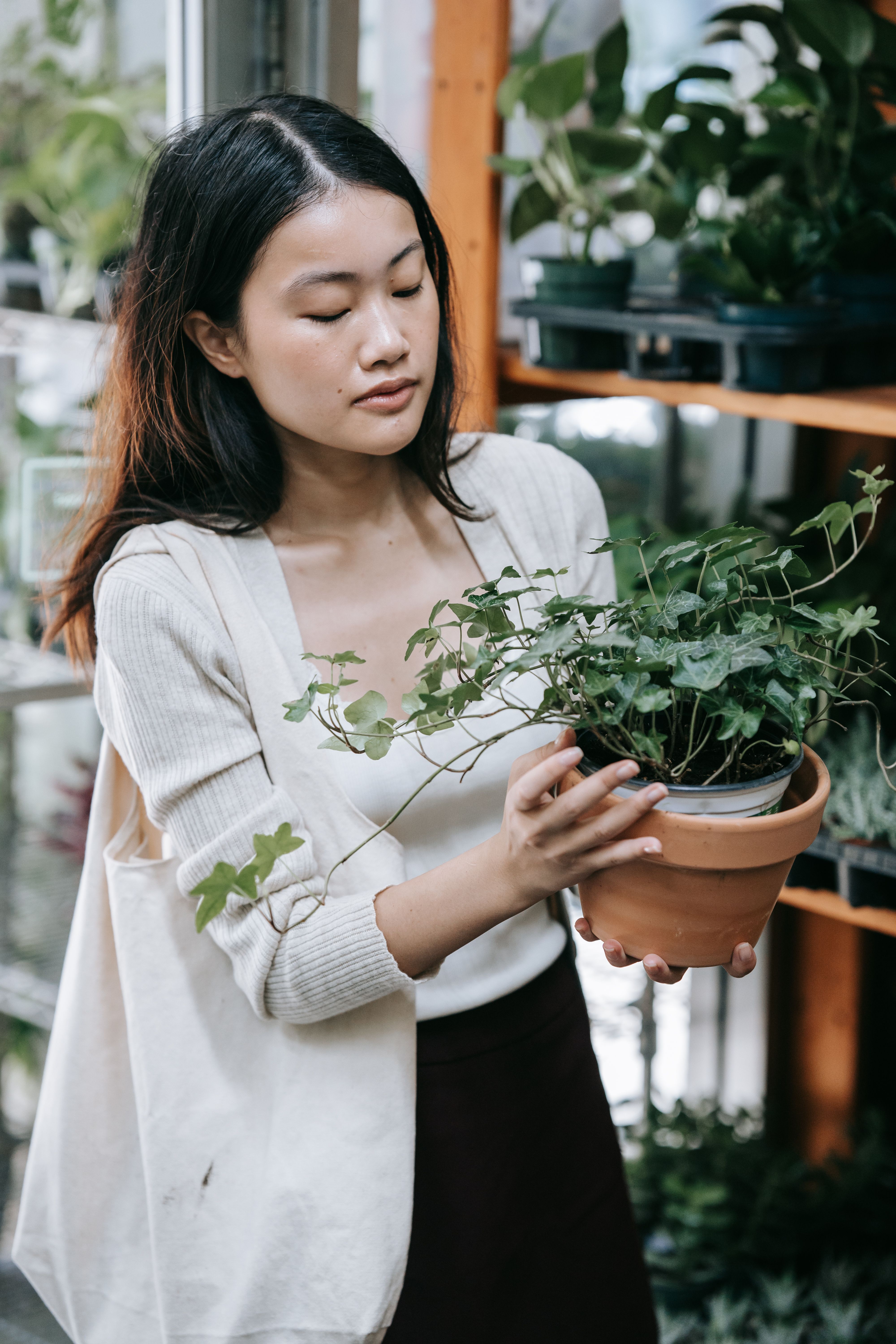 Woman Holding a Potted Plant · Free Stock Photo