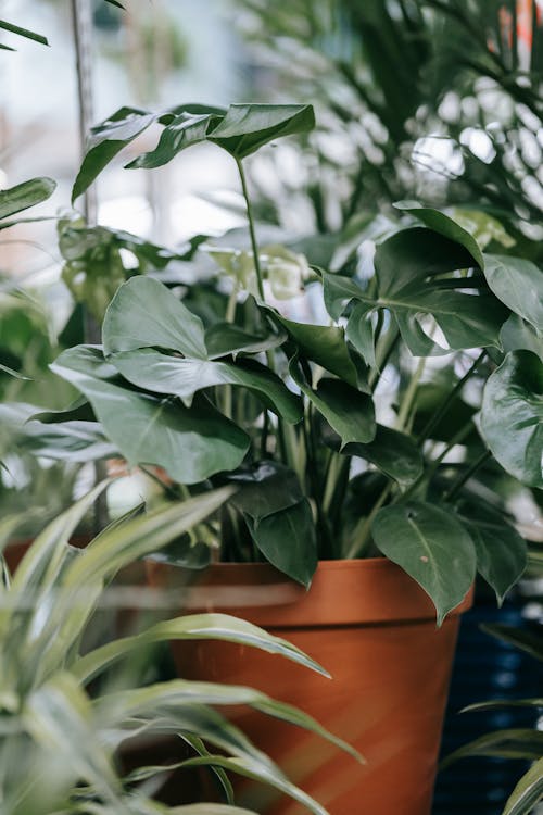 Green Plant in Brown Clay Pot