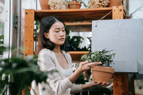 Free An Asian woman examines a potted plant in a tranquil indoor garden store. Stock Photo