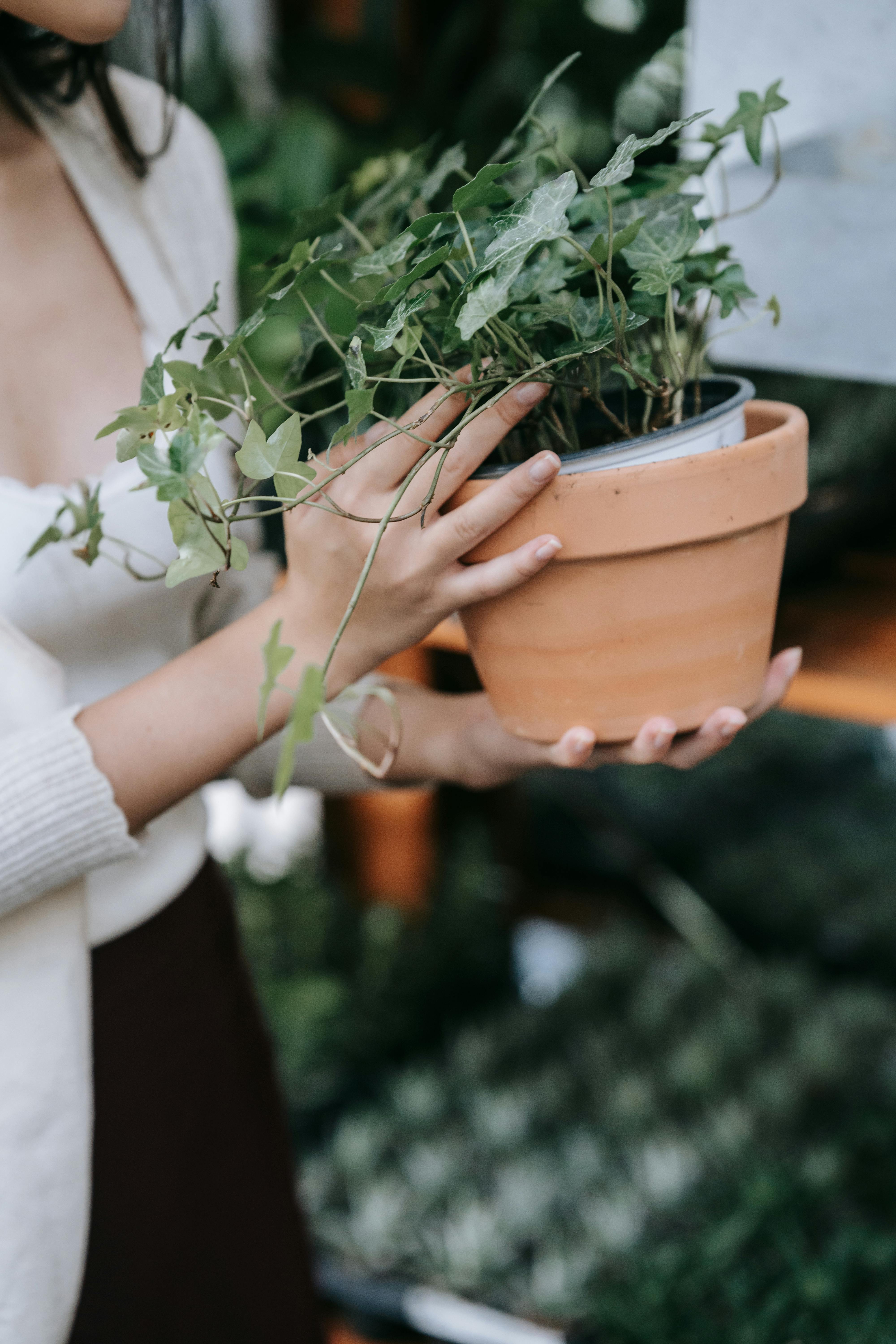 woman in white long sleeve shirt holding green plant