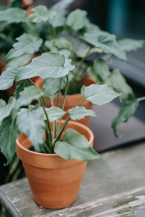 Free Close-up of a lush potted plant with glossy green leaves, perfect for indoor decor. Stock Photo