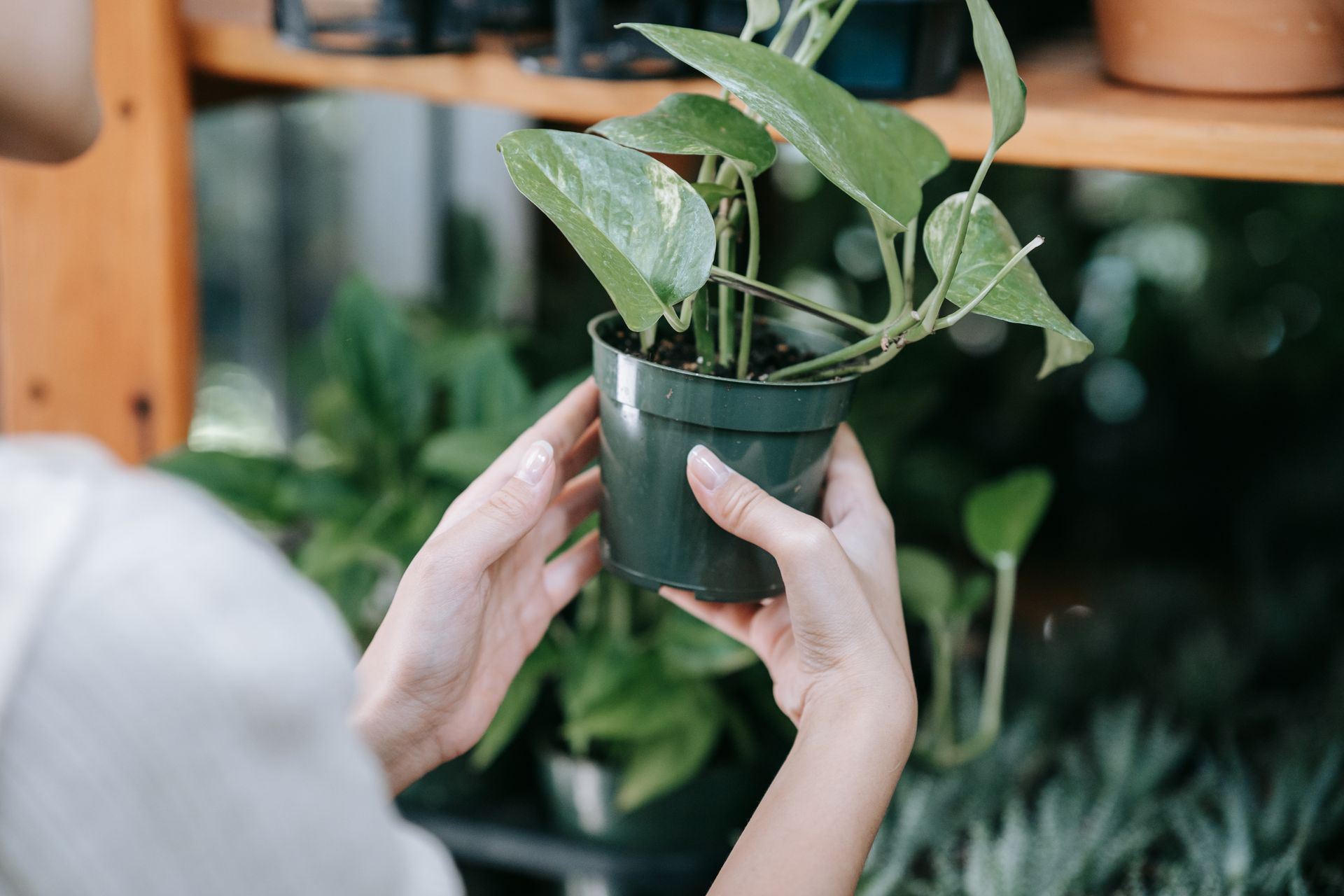 Hands carefully holding a green potted plant in an indoor garden setting.