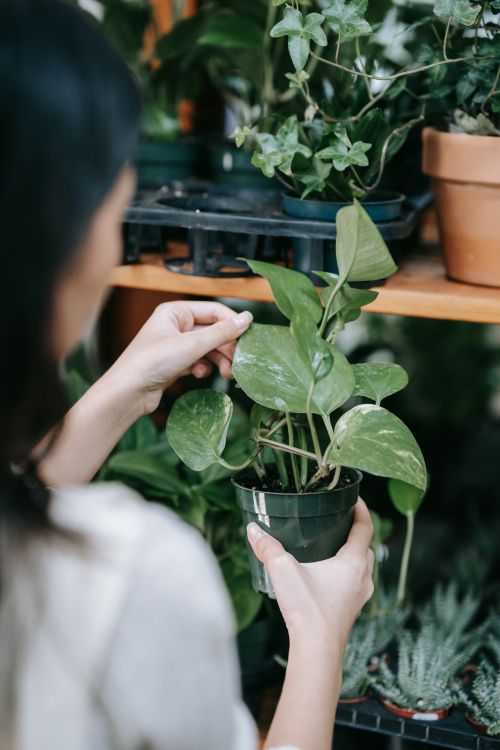 Free Asian woman carefully tending to a potted plant indoors, focusing on leaves. Stock Photo