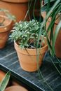 Green Plant in Brown Clay Pot