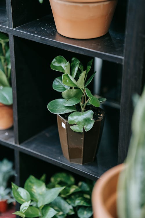 Free A Green Leaves Plant in a Pot Stock Photo