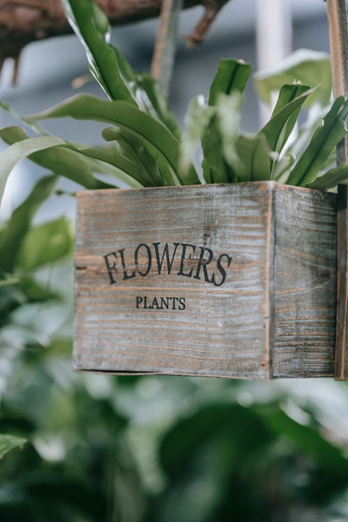 Gratis lagerfoto af blad, blomsterpotte, botanik