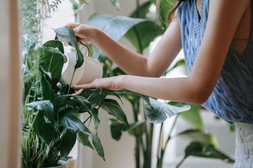 Free A person nurturing indoor plants with a watering can, promoting relaxation and care. Stock Photo