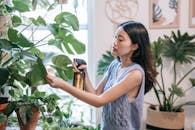 A Plant Enthusiast Watering Her Monstera Plant
