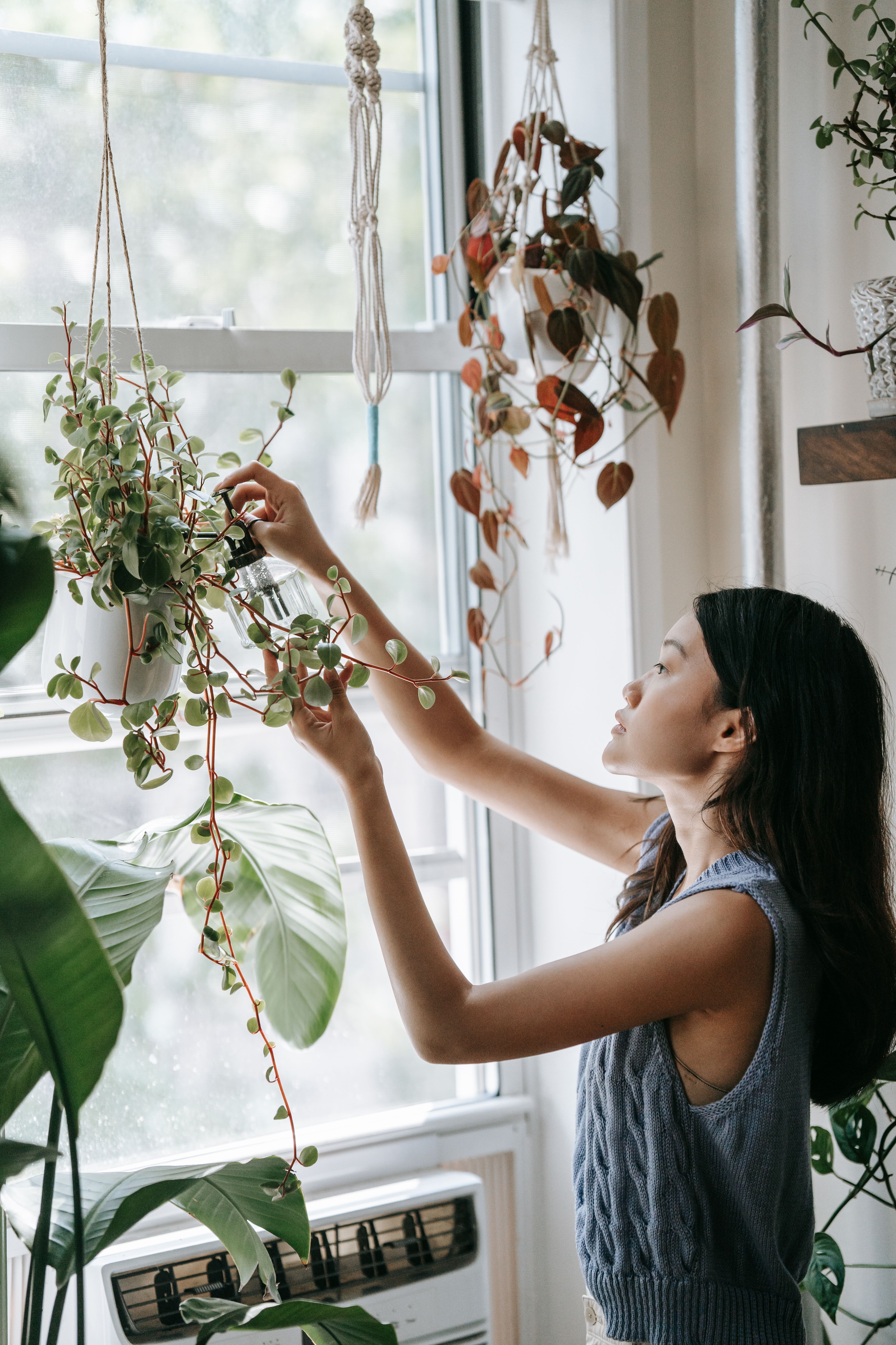 Woman in Gray Tank Top Holding Green Plant · Free Stock Photo