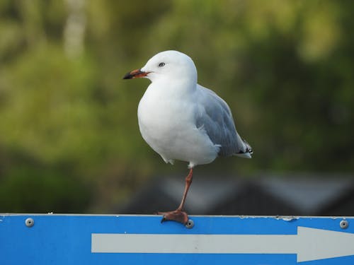 Free stock photo of bird, seagull Stock Photo