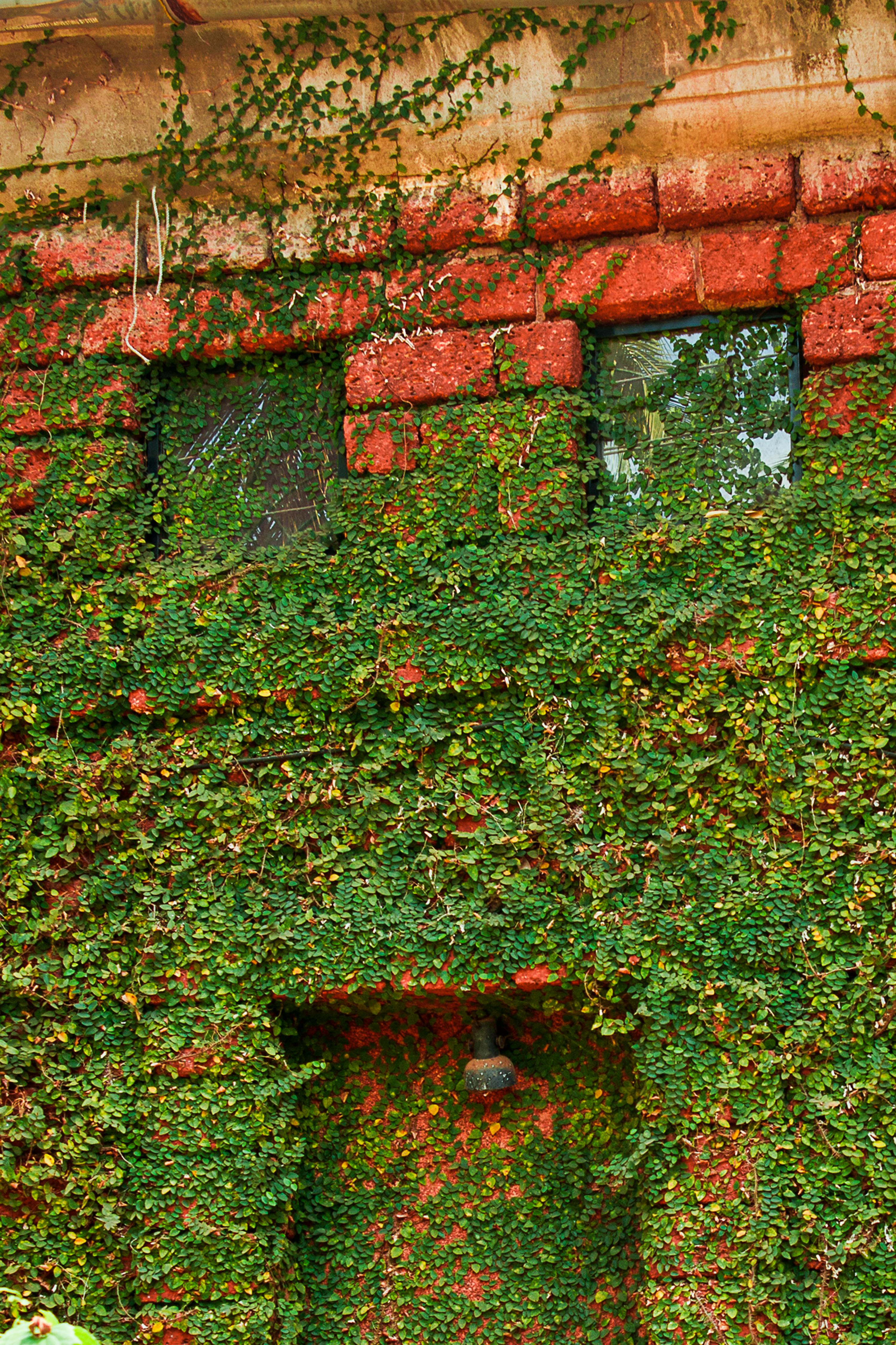 Free stock photo of building, creeper, green