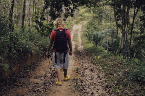 Imagine de stoc gratuită din arbori, aventură, aventurier