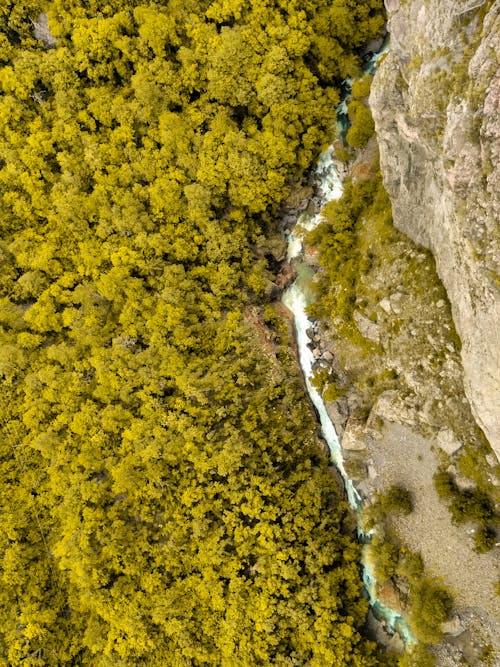 Drone Shot of Trees Beside a River