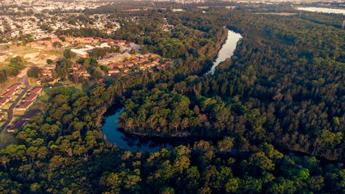 Aerial View of Green Trees and a River