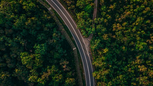 Aerial Footage of Curve Road between Trees