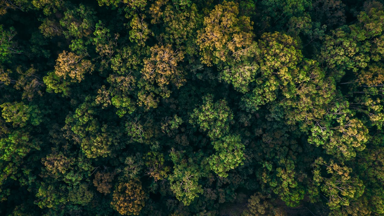俯視圖, 天性, 森林 的 免費圖庫相片