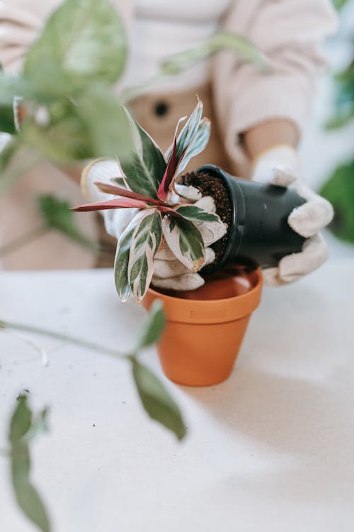 Free Putting a Plant in a Different Pot Stock Photo