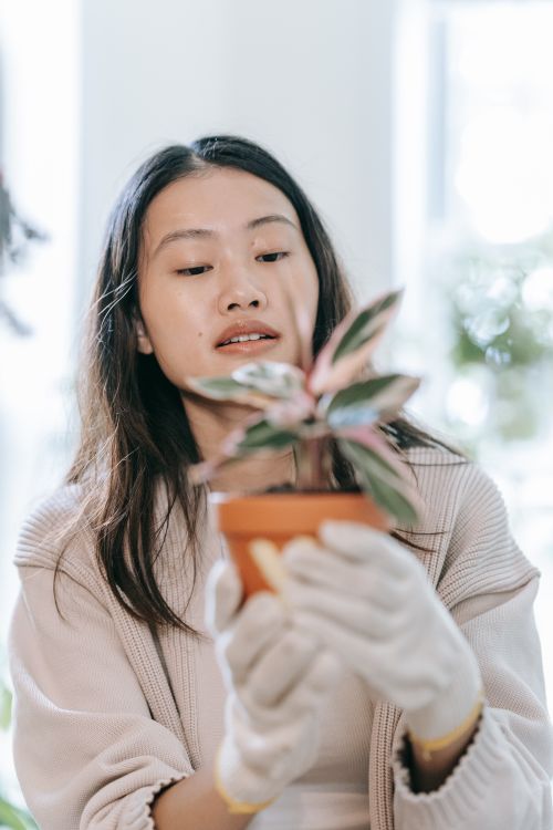 Free Asian woman wearing gloves carefully holding a potted plant indoors. Stock Photo