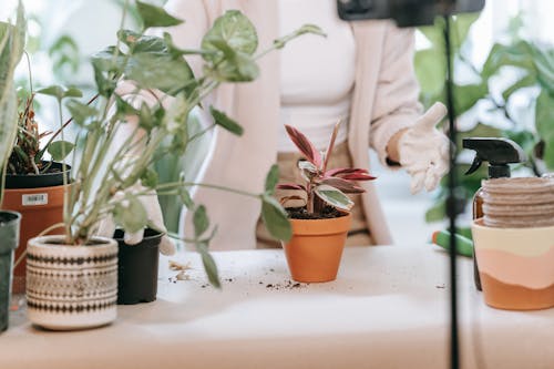 室內, 室內植物, 植物 的 免费素材图片