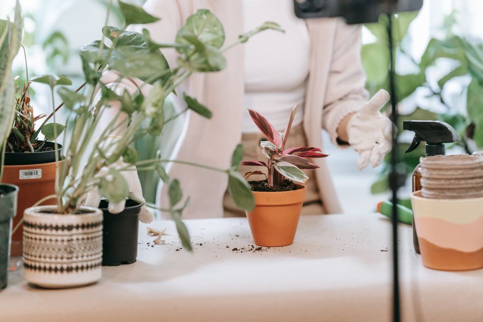 Close-up of a person tending to houseplants with gardening tools indoors.