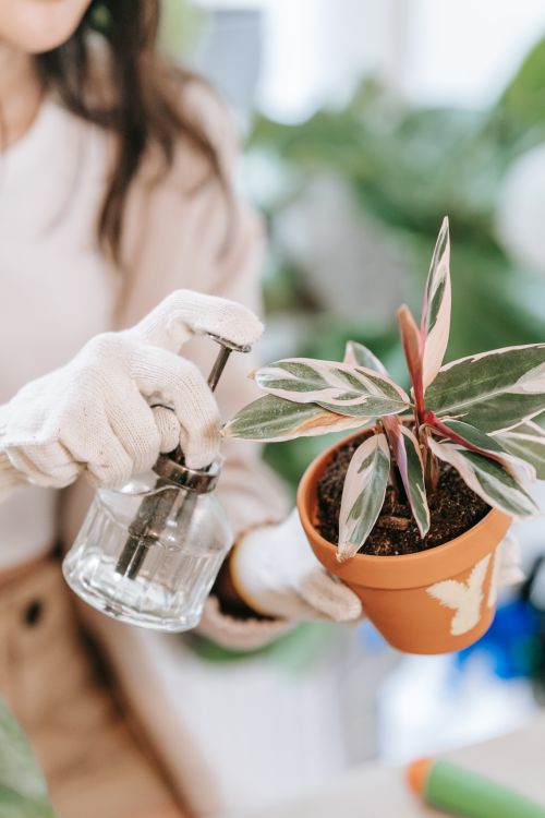 Free Gardener spraying water on a potted plant indoors, emphasizing fresh growth. Stock Photo