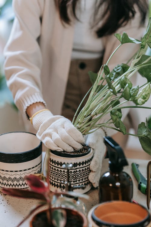 Person putting a Plant on a Ceramic Container 