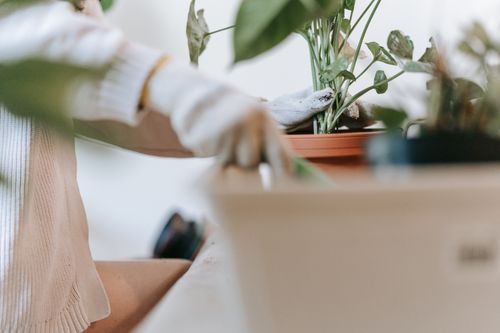 Free Close-up of a woman in gloves tending to indoor plants in pots. Stock Photo